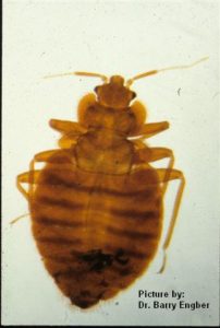 Close up image of a bed bug