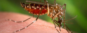 Image of a mosquito on a human