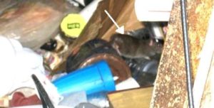 Image of a rat in the garbage