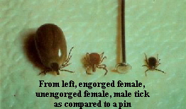 Image of different tick sizes