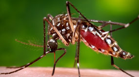 Close up image of a mosquito