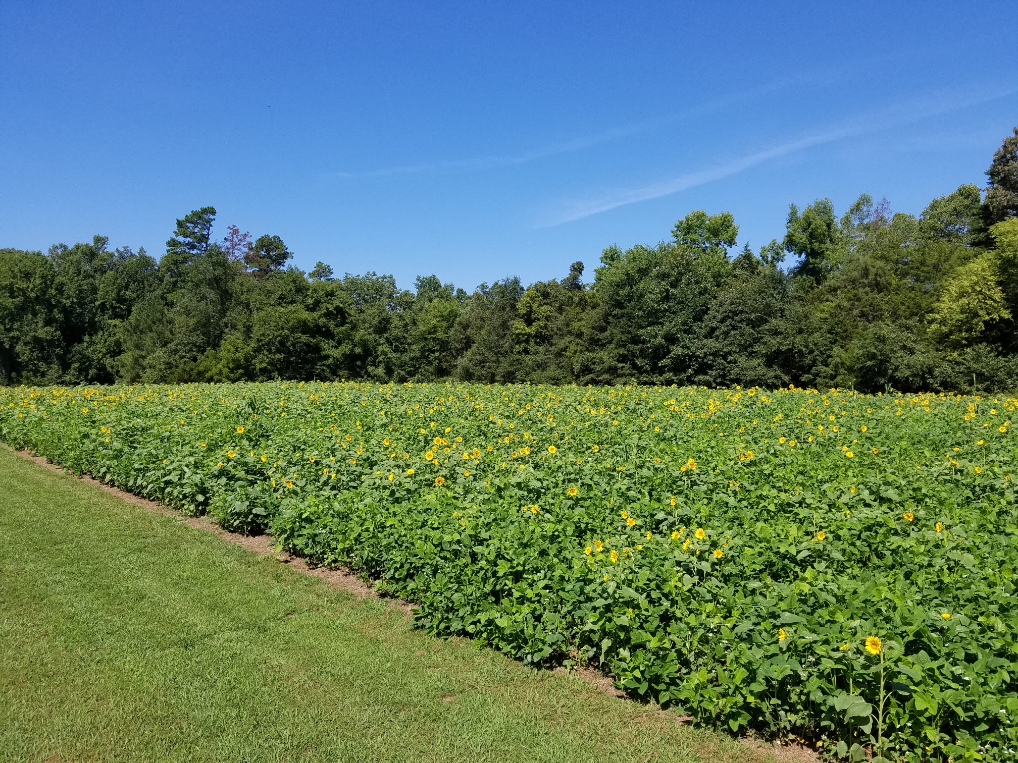 Full Bloom aug 7 2018