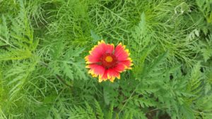 photo of a blanket flower