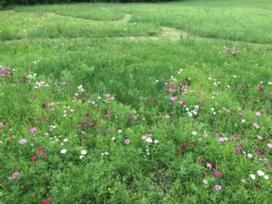 photo of wildflower meadow with paths