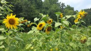 photo of a row of sunflowers
