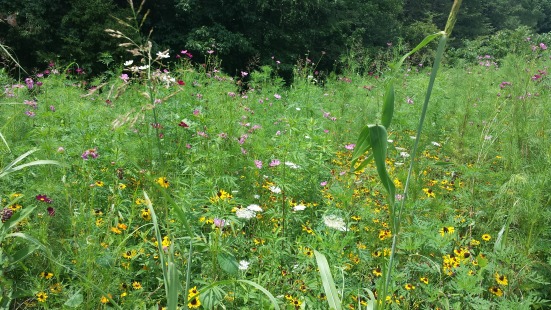 photo of wildflower meadow