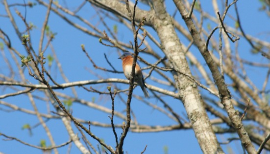 photo of bluebird
