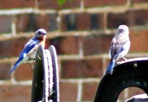 bluebirds at farm