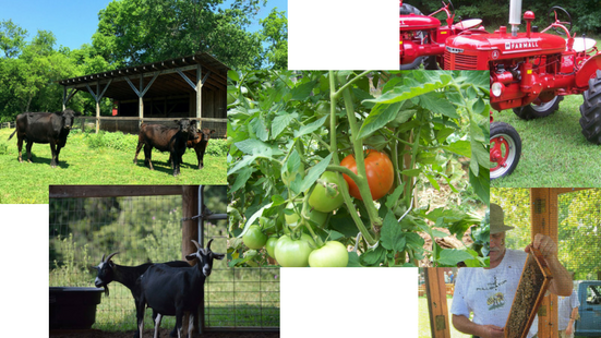 a collage of photos including cows, goats, tomatoes on the vine, a tractor, and a beekeeping demonstration