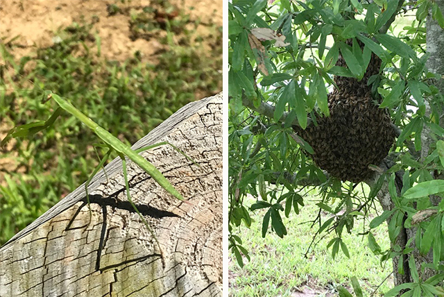 Mantis and Honey bee hive