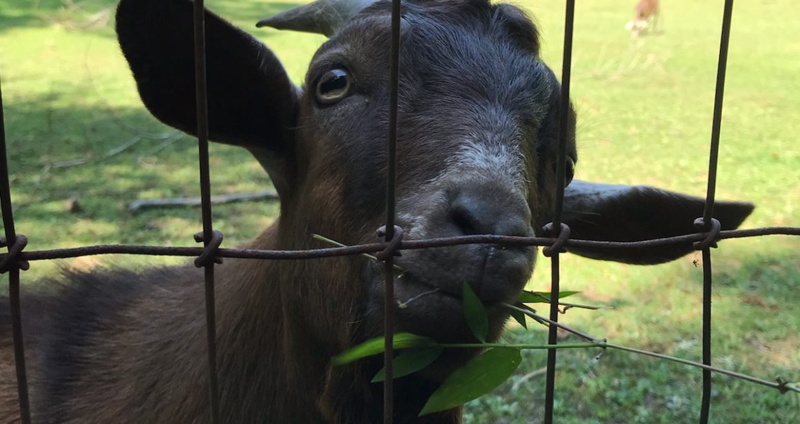 Goat at Cedarock Historical Farm