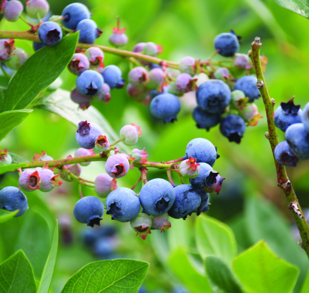 Cane Creek Mountains Natural Area Blueberries