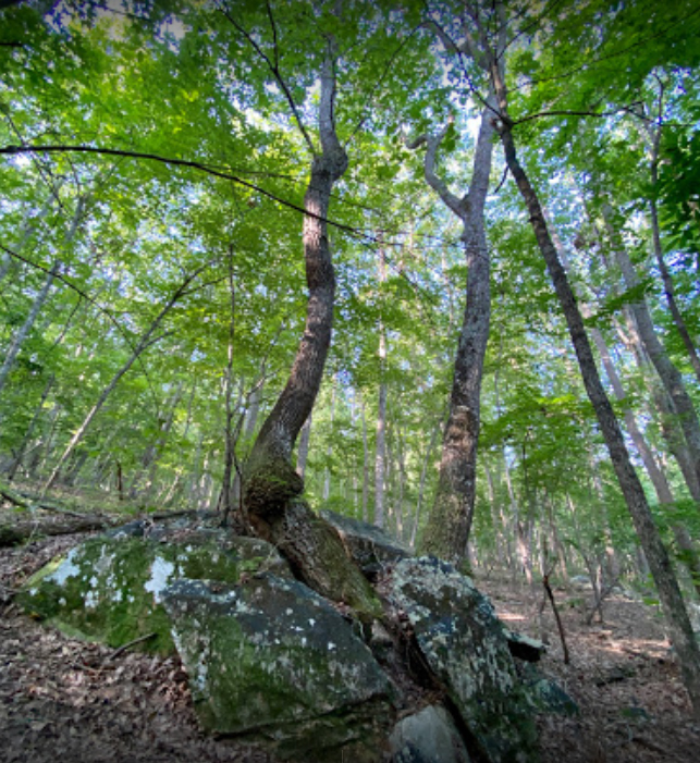 Cane Creek Mountains Natural Area Trees