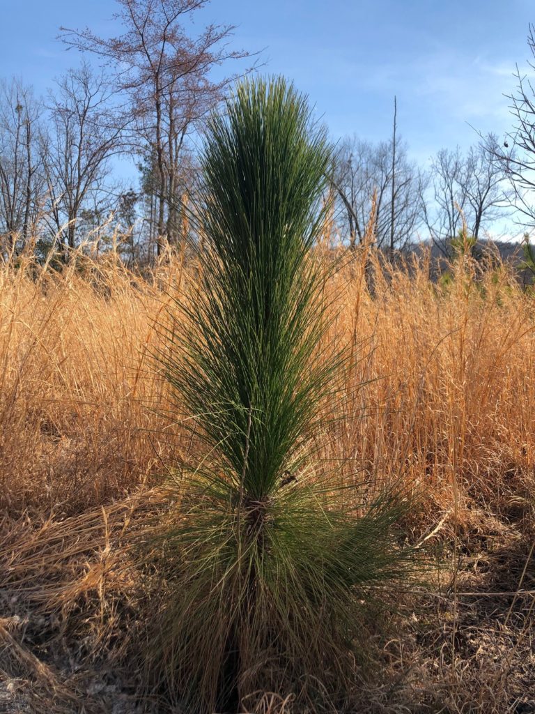 a young longleaf pine tree at Cane Creek Mountains Natural Area park
