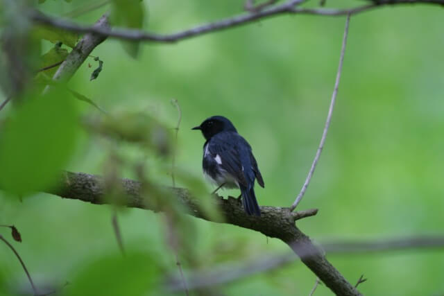 A blackbird perches on a branch at Sweponsville River Park