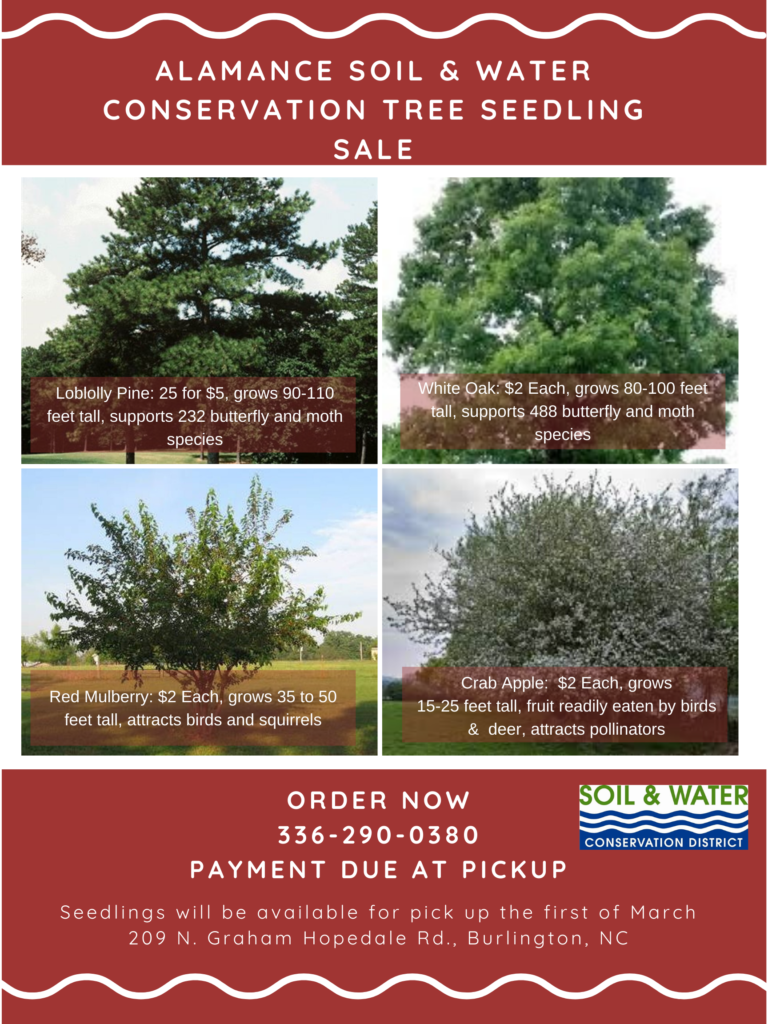 Tree seedling sale information
