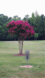 Crape Myrtle